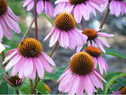 Echinacea